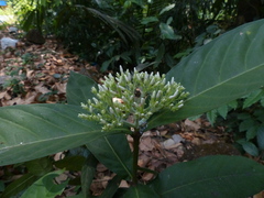 Ixora polyantha
