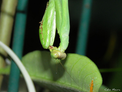 Stagmatoptera