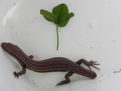 Oligosoma