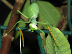 Stagmatoptera