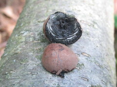 Daldinia childiae
