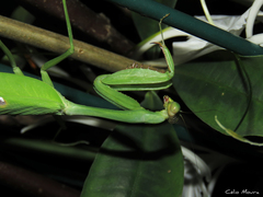 Stagmatoptera