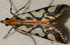 Metallarcha pseliota