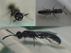 Trypoxylon clavicerum