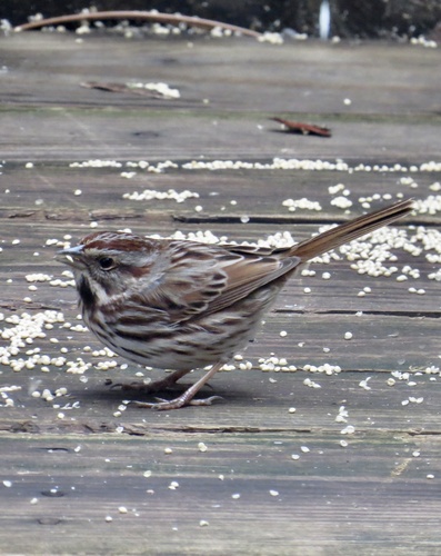 Song Sparrow photographed in New Jersey