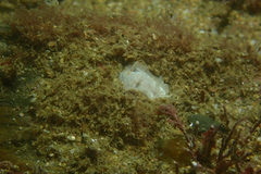 Goniodoris nodosa