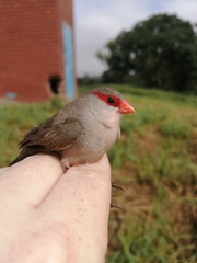 Estrilda astrild