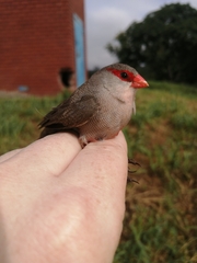 Estrilda astrild