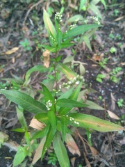 Persicaria