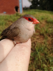 Estrilda astrild