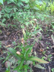 Persicaria