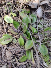 Pontederia crassipes