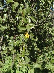 Berberis chilensis
