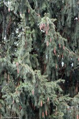 Picea smithiana