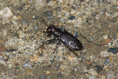 Cicindela longilabris