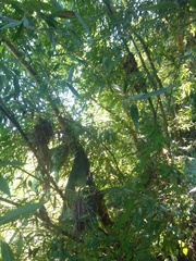 Schinus polygama