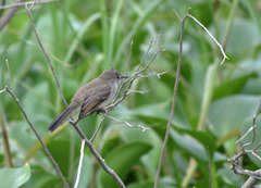 Serpophaga nigricans