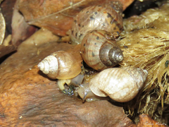 Bulimulus