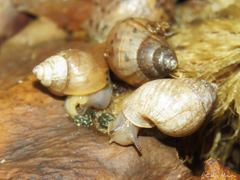 Bulimulus