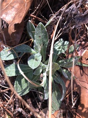 Chrysopsis gossypina