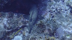 Cephalopholis cruentata