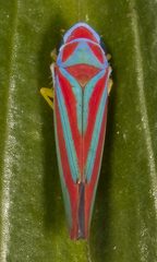 Graphocephala coronella