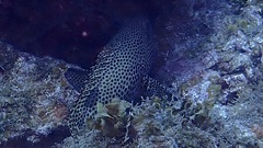 Cephalopholis cruentata