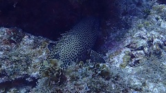 Cephalopholis cruentata