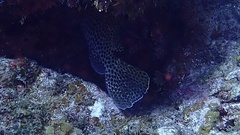 Cephalopholis cruentata