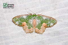 Eucyclodes albisparsa