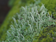Cladonia subradiata