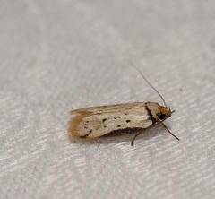 Philobota thiocrossa