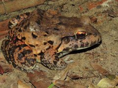 Leptodactylus vastus