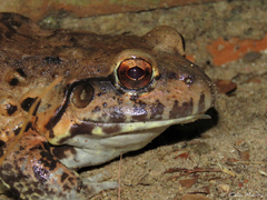Leptodactylus vastus