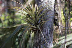 Tillandsia fasciculata