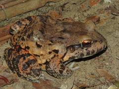 Leptodactylus vastus