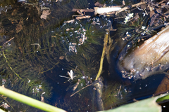 Ceratophyllum