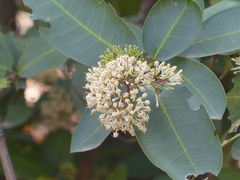 Ixora pavetta