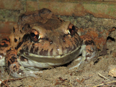 Leptodactylus vastus