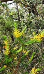Persoonia acerosa