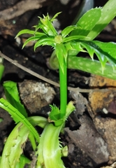 Eryngium foetidum
