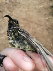 Chalcomitra amethystina