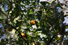 Citrus × aurantium
