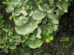 Dermatocarpon luridum