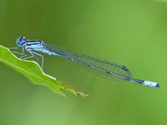 Enallagma divagans