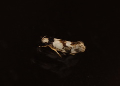 Coesyra hemiphragma