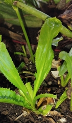 Eryngium foetidum
