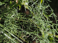 Orthosia scoparia