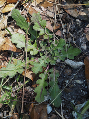 Salvia lyrata