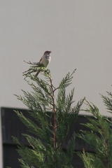 Passer domesticus